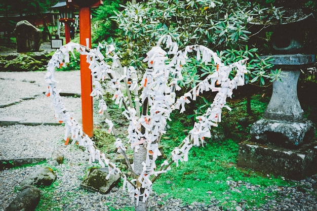 Photo white plant in garden