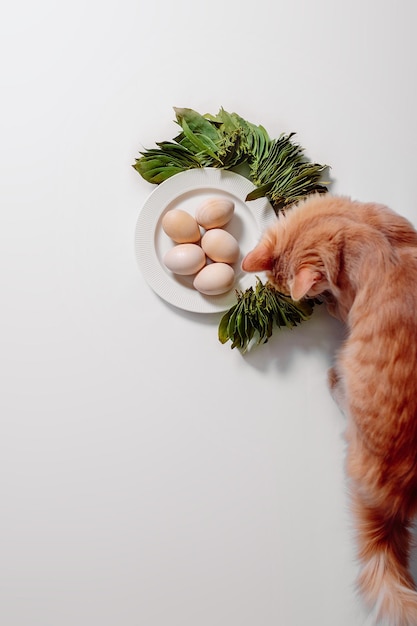 White plate with eggs and green leaves on white background Ginger cat near plate