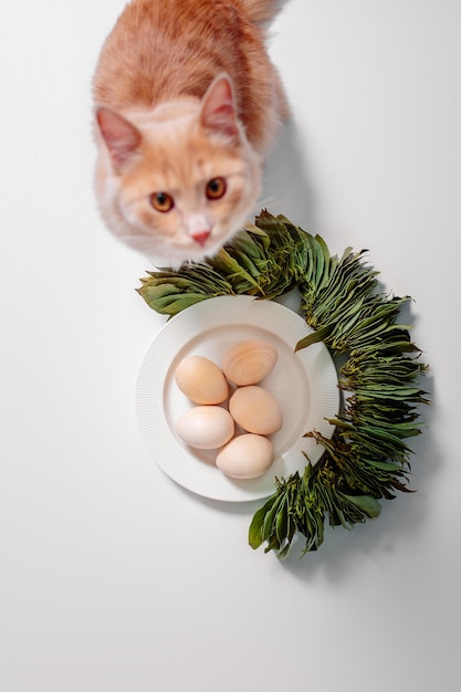 Piatto bianco con uova e foglie verdi su sfondo bianco ginger cat vicino al piatto