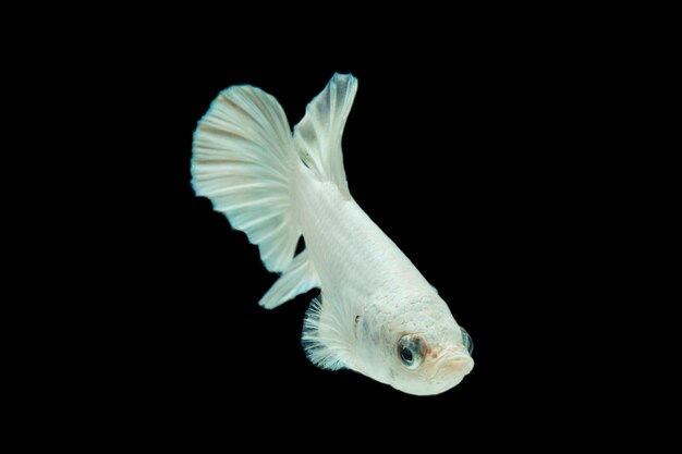 White platinum Betta fish,Siamese fighting fish on black