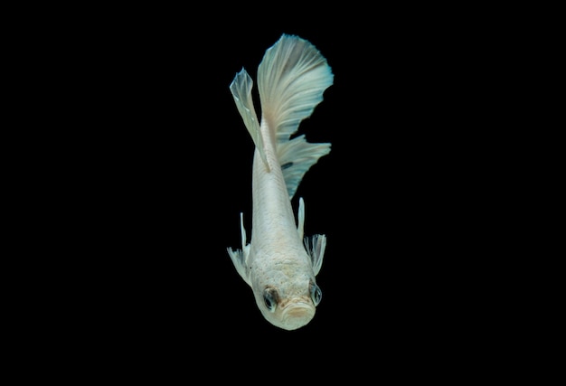 White platinum Betta fish,Siamese fighting fish on black