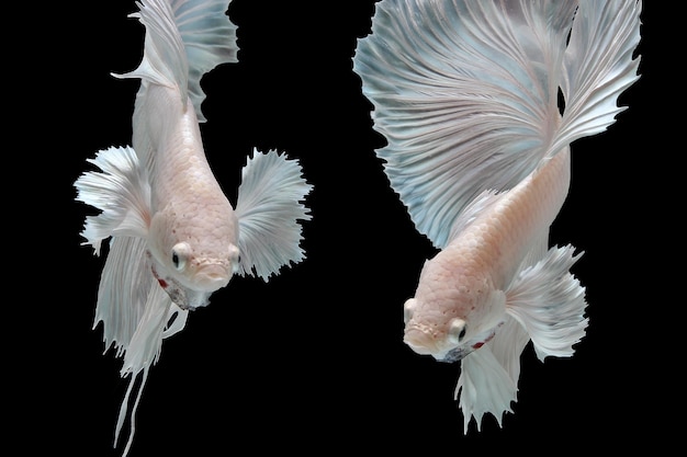 White platinum dumbo ear betta fish