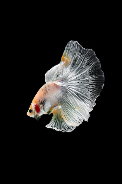 White Platinum halfmoon betta fish swimming beautifully isolated on black background