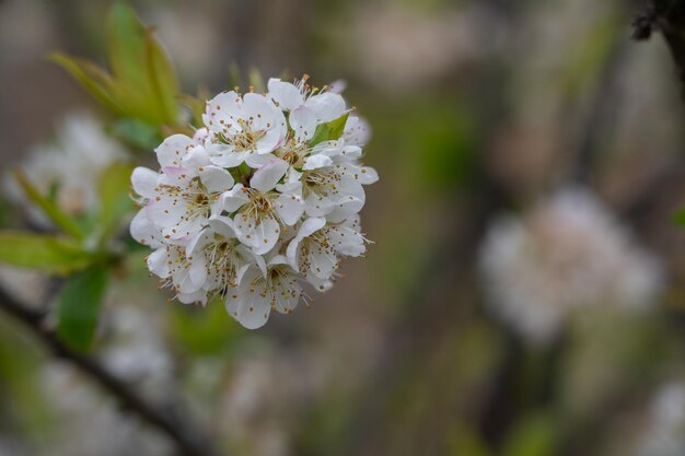 白い梅の花がいています