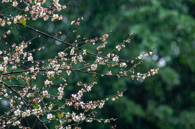 White plum blossoms on a green background in the rain