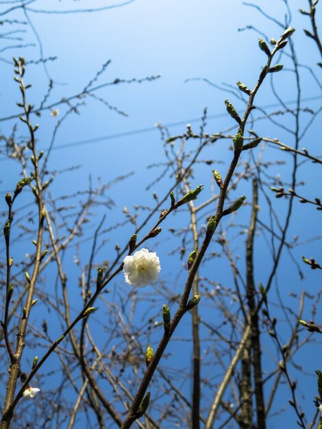 White plum flower blooming lonely among budding branches