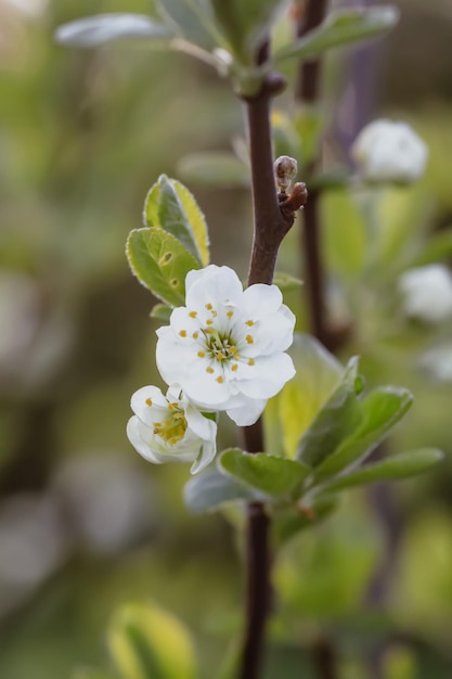 春の公園で白い梅の木の花 美しい自然の背景 田舎の春