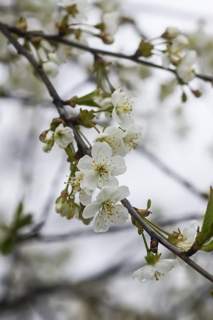 White plum tree blossoms in spring park Beautiful nature background Springtime in countryside