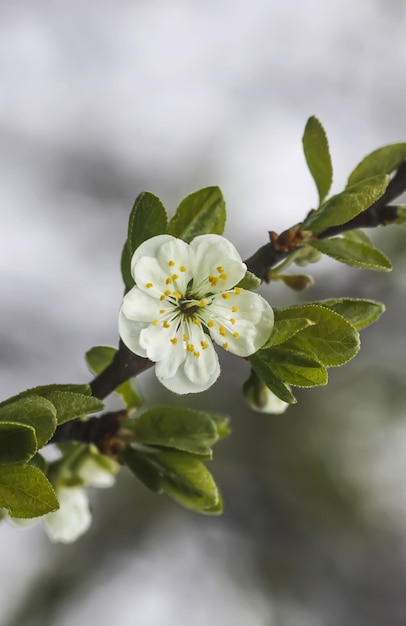 春の公園で白い梅の木の花 美しい自然の背景 田舎の春