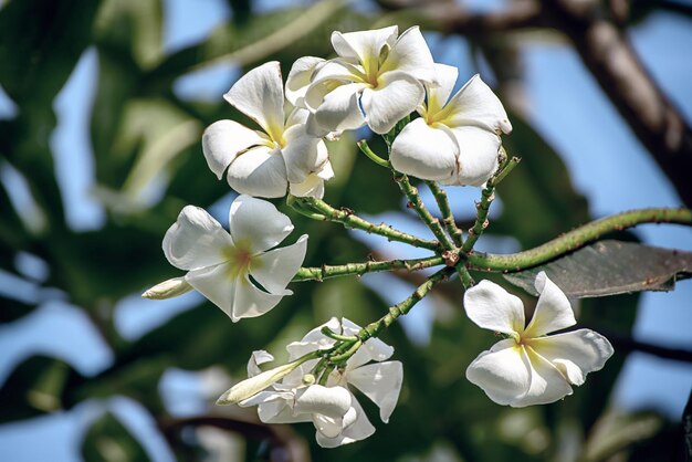 白いプルメリアの花