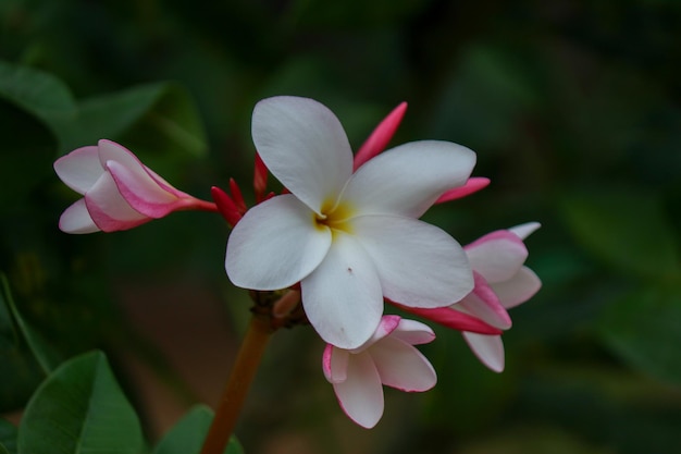 写真 白いプルメリアの花、タイ人は lan-tom または leelawadee と呼びます