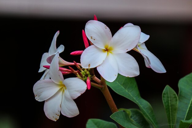 写真 白いプルメリアの花、タイ人は lan-tom または leelawadee と呼びます