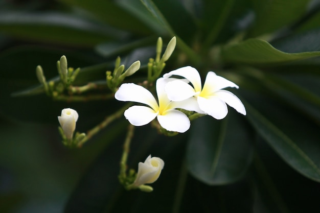 White Plumeria Flower on the tree in the garden