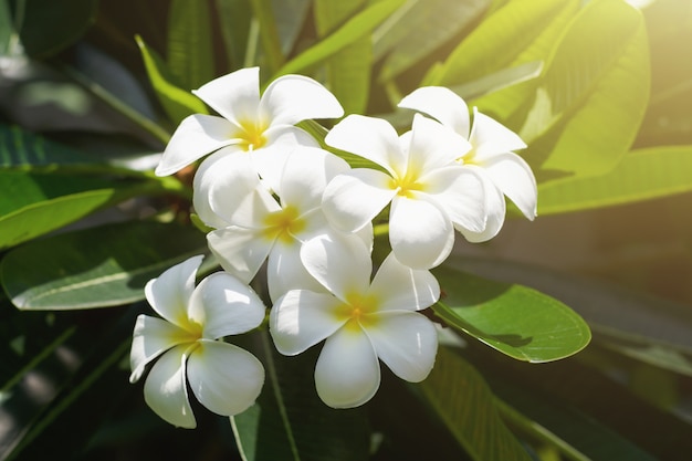 white plumeria flower on tree with sunshine