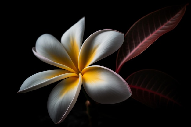 A white plumeria flower with a red leaf in the background