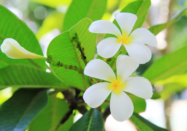 흰 plumeria 꽃