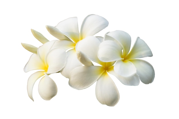 White plumeria flower