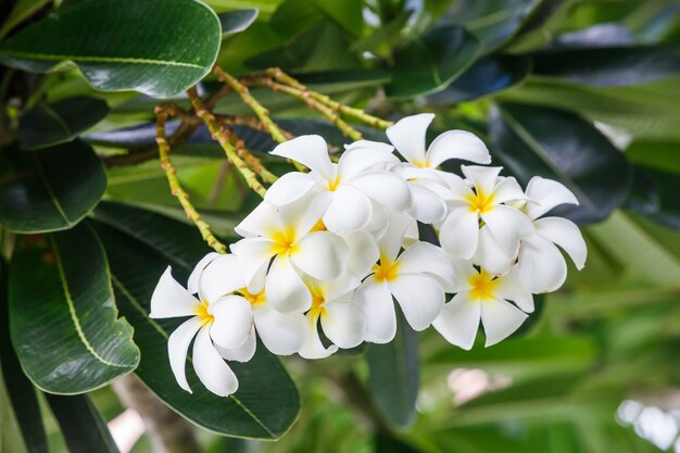 Белый цветок плюмерии