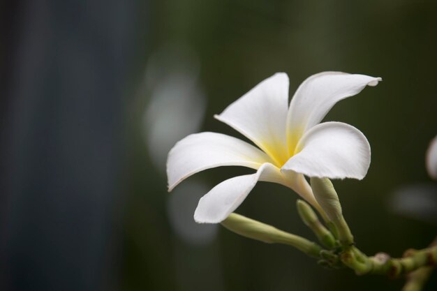 White Plumeria flowers are blooming on the tree