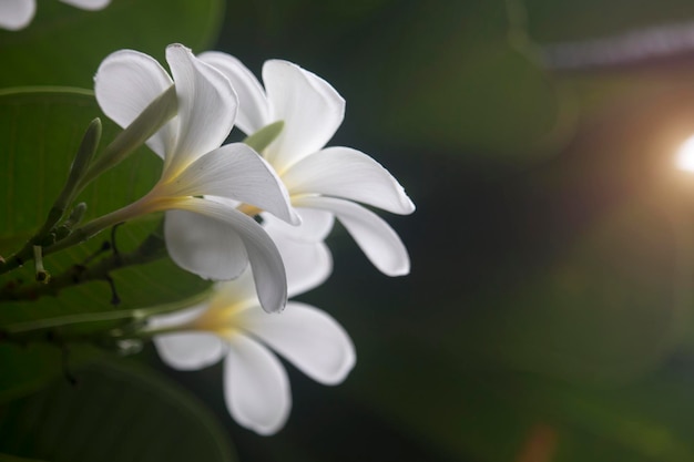 白いプルメリアの花が木に咲いています