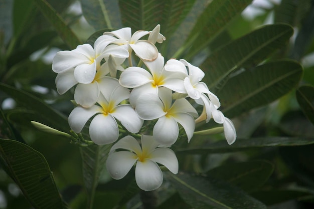 白いプルメリアの花が木に咲いています