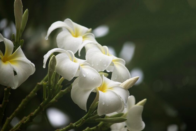 白いプルメリアの花が木に咲いています