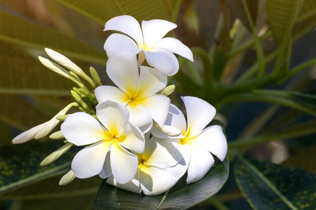 Белые цветы Plumeria красивые на дереве, frangipani