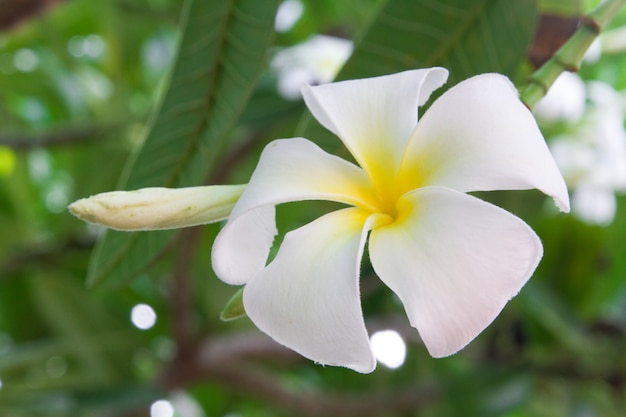 白プルメリアの花と自然の背景に葉