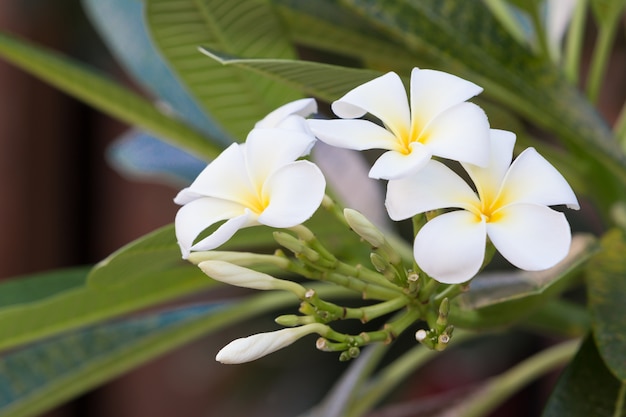 자연 배경에 흰색 plumeria 꽃과 잎