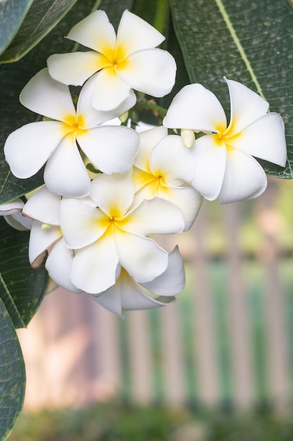 흰색 plumeria 꽃과 잎