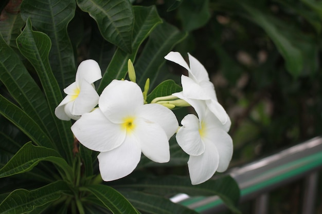 나무에 흰색 Plumeria 꽃