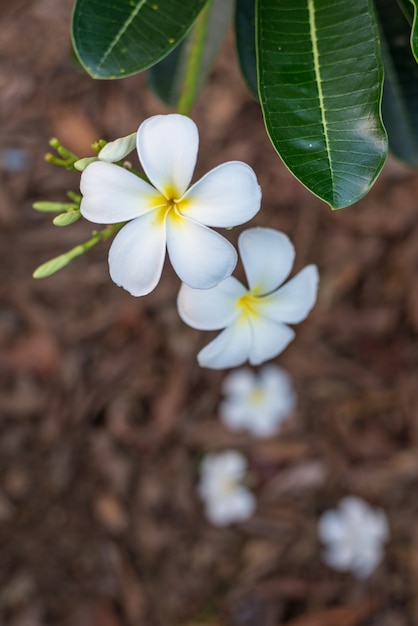 흰 plumeria 꽃