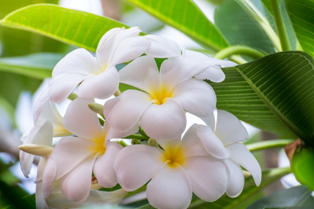 흰 plumeria 꽃