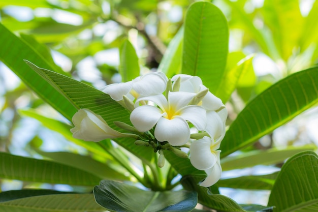 White plumeria flowers