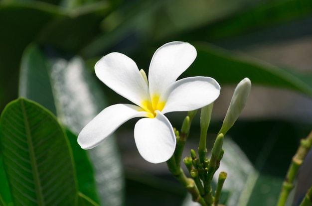 흰 plumeria 꽃