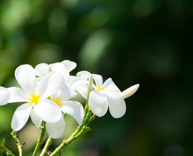 白いプルメリアの花