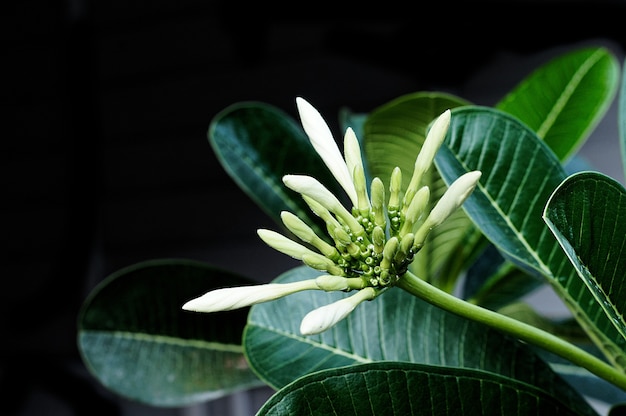 어두운 배경에 흰색 Plumeria 또는 Frangipan 꽃 봉 오리