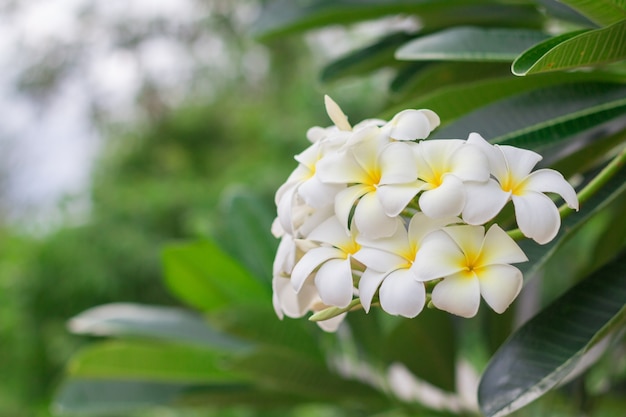 White Plumeria or frangipani. Sweet scent from white Plumeria flowers in the garden. Plumeria flowers in nature.(selective focus,vintage effect)