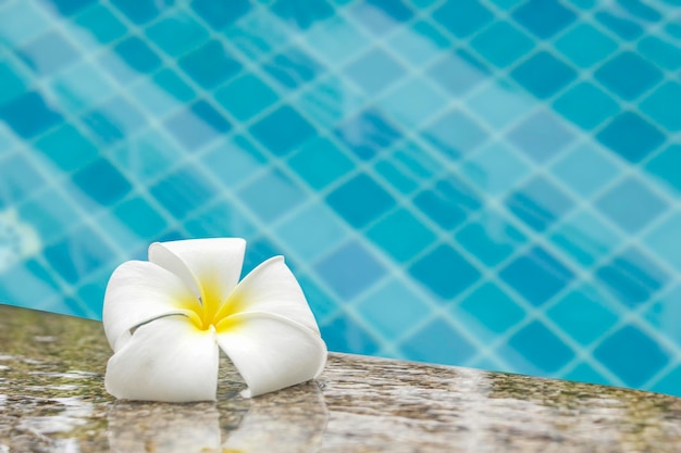 White plumeria placed on the edge of the spa concept pool