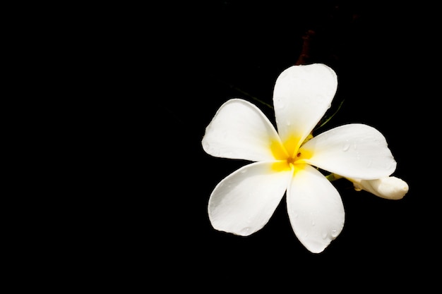 White Plumeria spp. (frangipanibloemen, Frangipani, Pagodeboom of Tempelboom) isoleren op zwarte.