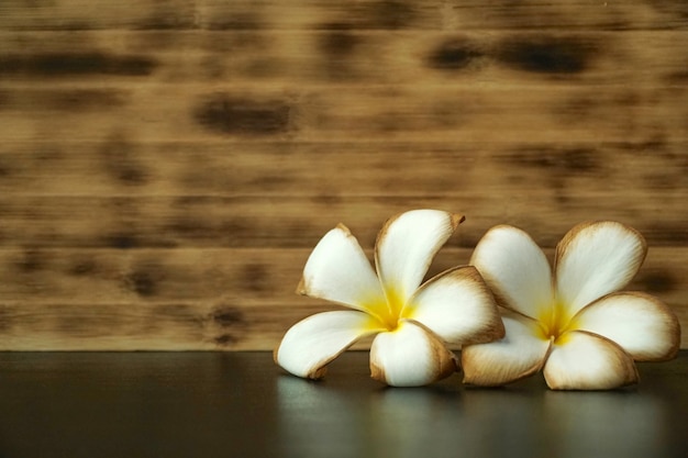 white Plumeria on wooden background.