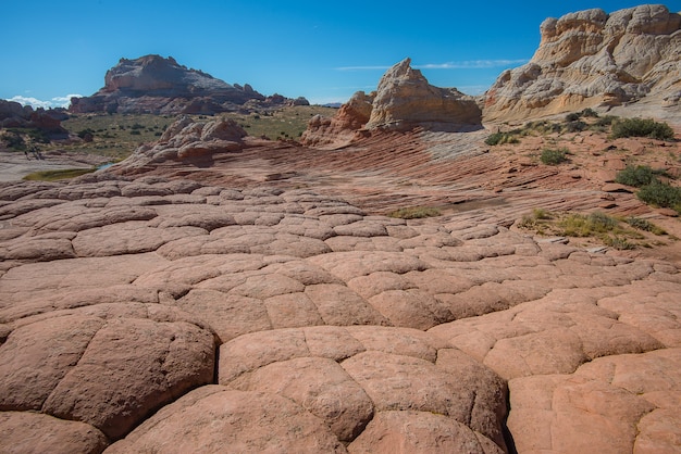 White Pocker, Arizona