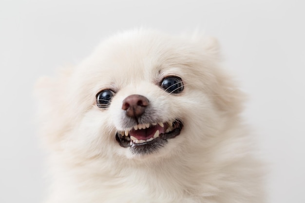 White Pomeranian barking