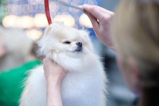 Pomeranian bianco primo piano durante la toelettatura