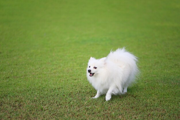 緑の芝生の白いポメラニアン犬。