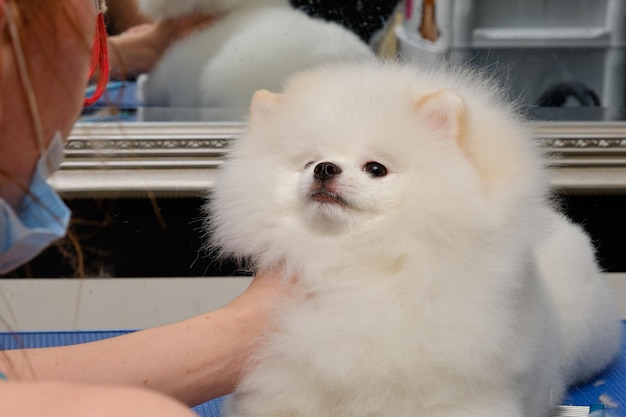 Un cane pomeranian bianco si trova in primo piano durante l'esame di un medico