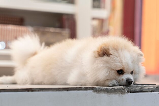 白いポメラニアン犬は悲しいと嘘をついて所有者を待っています