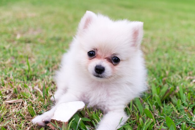 白いポメラニアの犬は芝生に座って