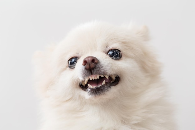 White Pomeranian feeling angry