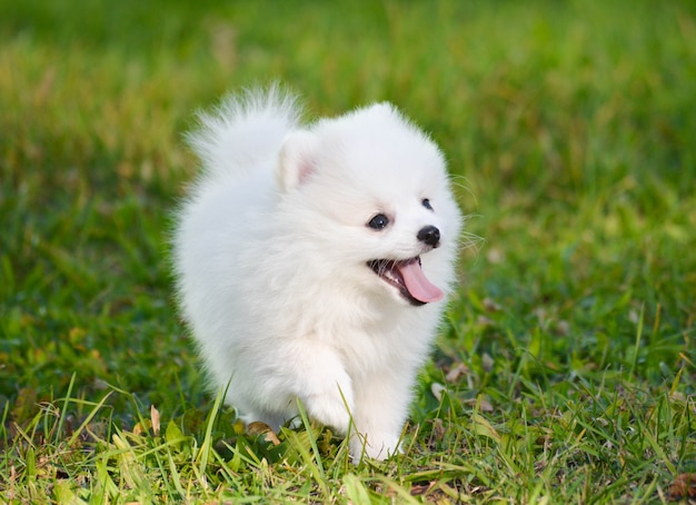 夏に外で遊ぶ白いポメラニアンの子犬